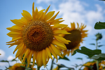 Sunflowers against the sky. Sunflowers in the field. Sunflower oil agricultural industry