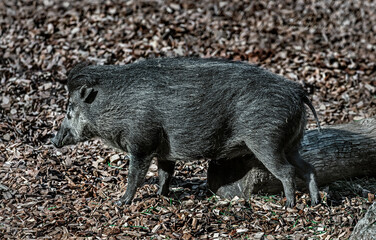 White-lipped peccary in the enclosure. Latin name - Tayassu pecari	
