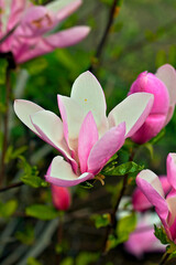 Fototapeta premium Pink and White Magnolia Flowers Close Up