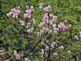 Magnolia bloom. Magnolia flower.