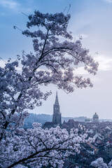 flowering cherry tree in front of the oldtown of Bern in spring