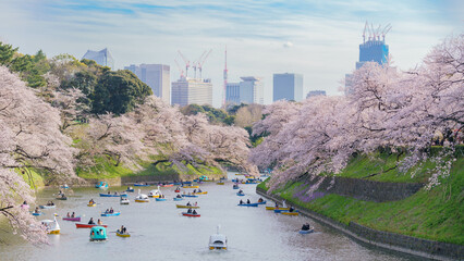 春・桜・千鳥ヶ淵 © 裕太 清水