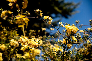 lady banksiana blossom, bush at spring