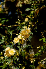 lady banksiana blossom, bush at spring