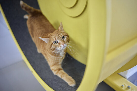 Smoky cat running on exercise wheel. training apparatus.