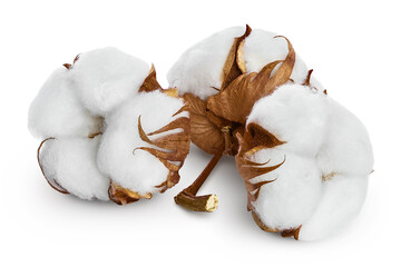 Cotton plant flower isolated on white background with clipping path and full depth of field