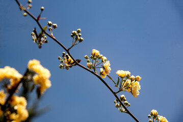 lady banksiana blossom, bush at spring