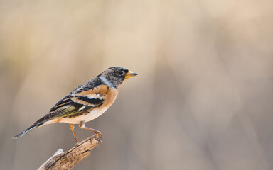 bird, natur, wild lebende tiere, tier, spatz, schnabel, ast, wild, frühling,