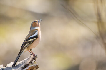 bird, natur, wild lebende tiere, tier, spatz, schnabel, ast, wild, frühling,