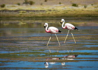 Two flamingos are walking on the water of the lagoon. Bolivia