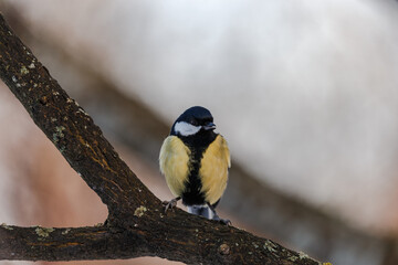 Obraz na płótnie Canvas Bird on a branch in winter