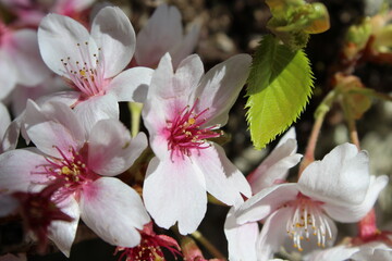 pink flowers blooming in spring 