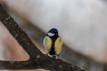 Fototapeta premium Bird on a branch in winter