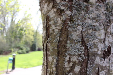 Close up of tree bark splitting and cracking.