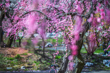 いなべ市農業公園　満開の枝垂れ梅