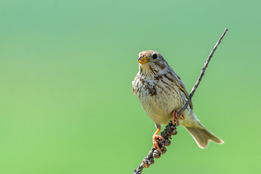 The Corn Bunting or Miliaria calandra in habitat