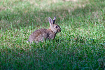 A Wild Rabbit (Oryctolagus cuniculus) sitting in a field in Summer. The rabbit is looking towards...