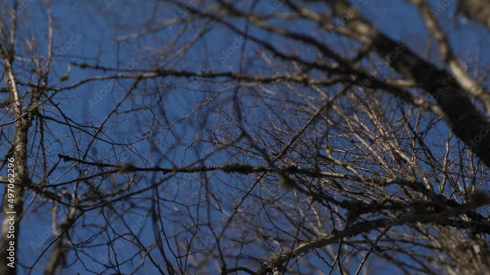 Aufkleber tree branches view from below