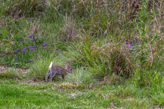 A Wild Rabbit (Oryctolagus cuniculus) seeking shelter in high grass. The rabbit is running towards the right. Photo taken at Mount Annan, Sydney, Australia.