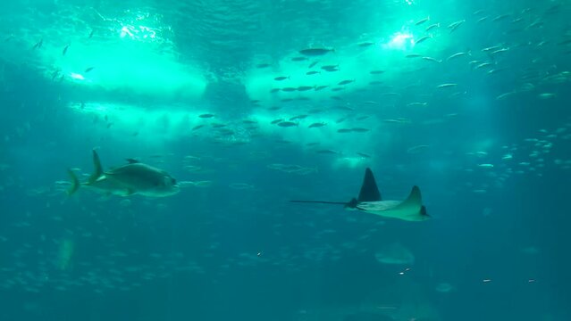 Devil Ray, sharks and multiple fish underwater in an aquarium, simulating the deep sea life. Animals living in the sea.