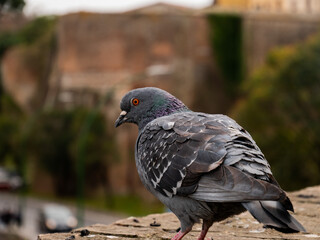 Pigeon (Toscana) 