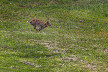 A Wild Rabbit (Oryctolagus cuniculus), legs in the air, as it runs towards the right in a field in Summer. Photo taken at Mount Annan, Sydney, Australia - copy space and horizontal.