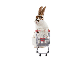 rabbit stands with supermarket basket