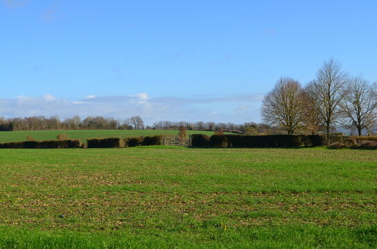 Paysage du Pays d'Auge.(Région de Vimoutiers)