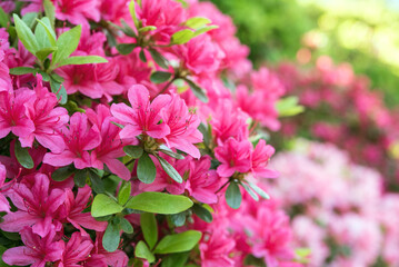 Pink azalea flowers in Japanese garden　ツツジが満開の日本庭園