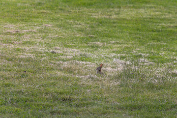 A Wild Rabbit (Oryctolagus cuniculus) sitting in a field in Summer. The rabbit is looking towards the left. Photo taken at Mount Annan, Sydney, Australia.
