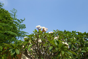 Frangipani flowers on the tree, focus selective.