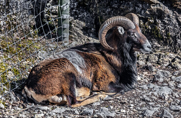 Moufflon male. Latin name - Ovis aries orientalisn	
