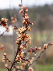 frozen apricot tree in bloom, frost in the growing season,  flowers damaged in April