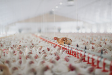 Welcome to the henhouse. Shot of a large flock of chicken hens all together in a big warehouse on a...