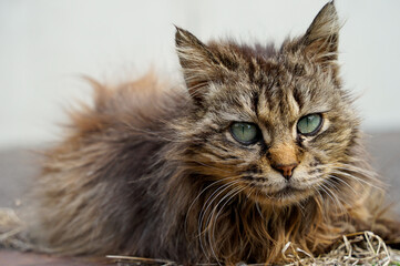 Fototapeta premium 猫