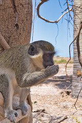 Green monkey eats at Monkey park