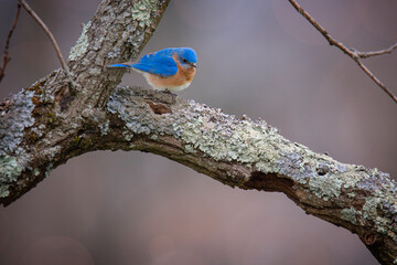 blue bird perched on a sassafras branch