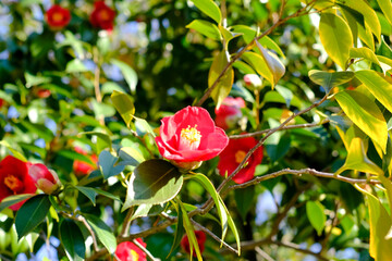 赤いツバキ