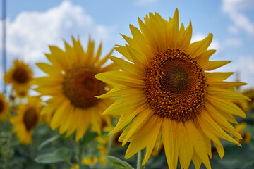 Obraz premium Sunflowers against the sky. Sunflowers in the field. Sunflower oil agricultural industry