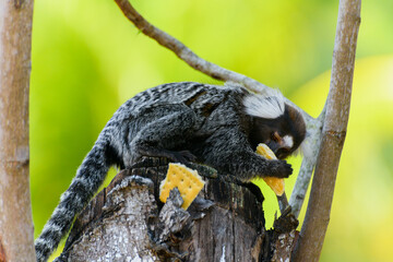 Wild marmoset on a tree trunk eating a water cracker, of a tourist area. Beautiful animal with white tuft on the head.