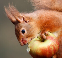 Red Squirrel