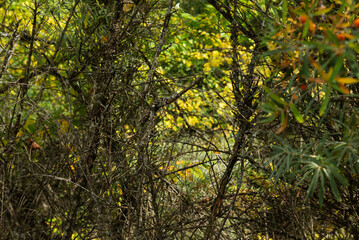 Obraz premium Dried sea buckthorn bushes in the park.