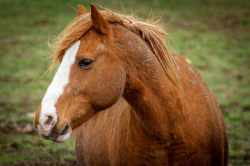 portrait of a horse