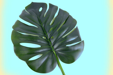 close up  the leaf of  Monstera Deliciosa palm tree