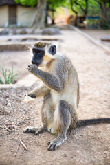 Green monkey eats bread on pathway