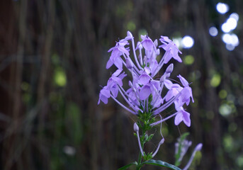 Flowers with blur background