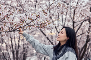 Beautiful Asian girl in cherry blossom garden on a spring day.