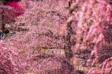 鈴鹿の森庭園　満開の枝垂れ梅