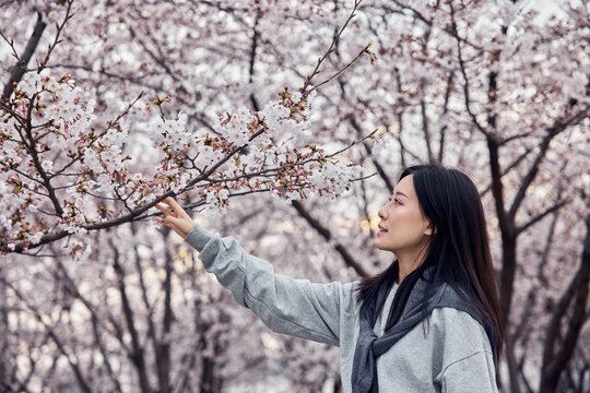 Beautiful Asian girl in cherry blossom garden on a spring day.