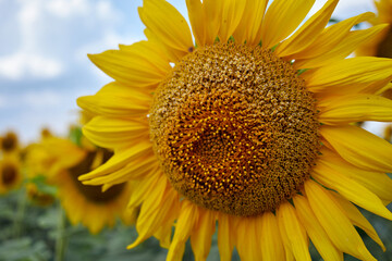Naklejka premium Sunflowers against the sky. Sunflowers in the field. Sunflower oil agricultural industry